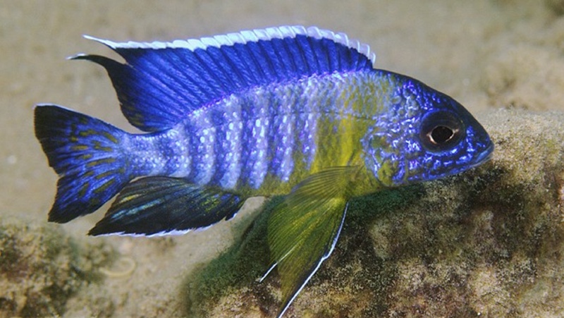Aulonocara stuartgranti 'Gallireya Reef'
